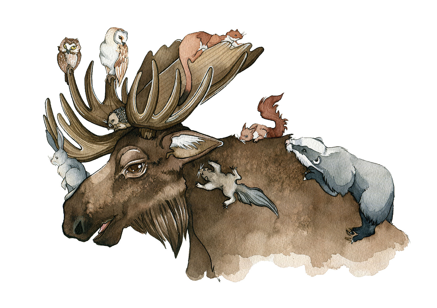 Moose Taxi - AKB Illustrations